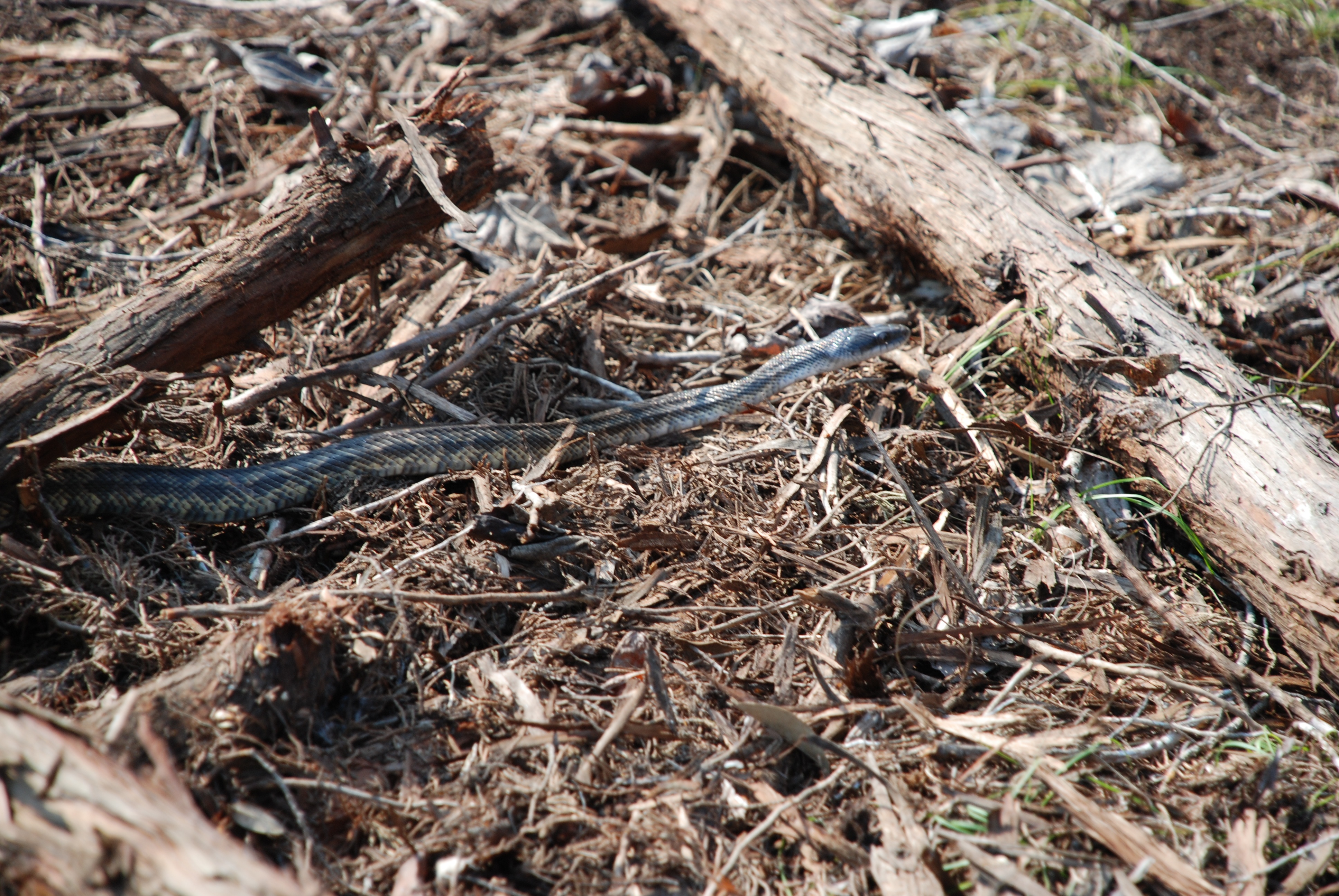 2009-05-31-04-Snake.jpg